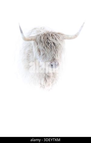 Vacche delle Highland nella neve nel Galles meridionale Foto Stock