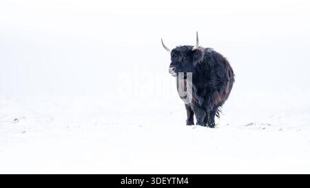 Vacche delle Highland nella neve nel Galles meridionale Foto Stock