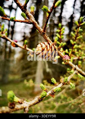 Primo piano di un giovane cono di pino che si forma su un ramo, circondato da boccioli verdi freschi mentre la foresta si risveglia all'inizio della primavera Foto Stock