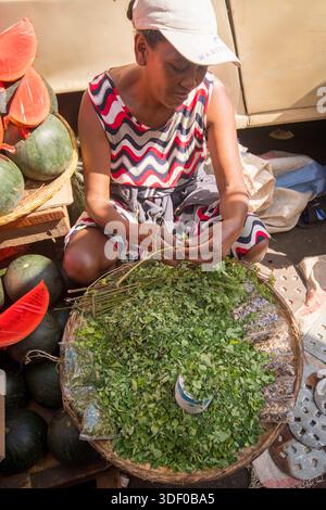 Venditore di erbe fresche, probabilmente foglie di moringa (note localmente come anananambo) - parte integrante della dieta tradizionale malgascia. Nei mercati centrali di Antananarivo, le erbe fresche e i venditori di piante verdi sono una parte vibrante ed essenziale del paesaggio culinario. Vendono una vasta gamma di prodotti locali, che è fondamentale per la cucina malgascia. Situato nella capitale, Antananarivo, il mercato di Analakely è un grande e vivace fulcro dove la gente del posto e i visitatori possono trovare una vasta gamma di prodotti quotidiani, tra cui prodotti freschi come le foglie di moringa. Foto Stock