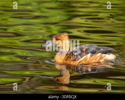 Un'anatra che nuota fulvamente fischiante o fulvante anatra, Dendrocygna bicolor con riflessi verdi sull'acqua. Foto Stock