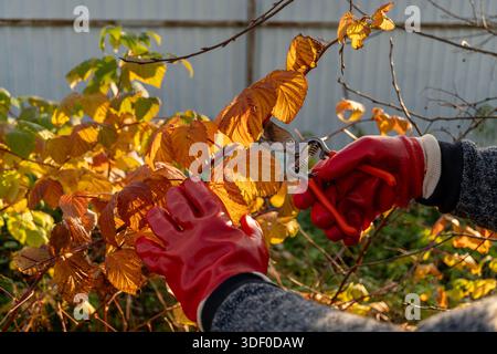 Il giardiniere poterà il cespuglio di lamponi in autunno con guanti rossi Foto Stock