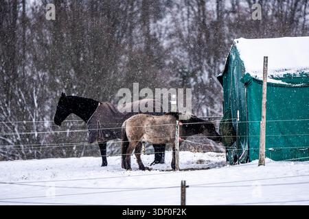 Cavalli in un paddock, in inverno, nevosi, nevicate, in Elfringhauser Schweiz, vicino a Sprockhövel, Renania settentrionale-Vestfalia, Germania Foto Stock
