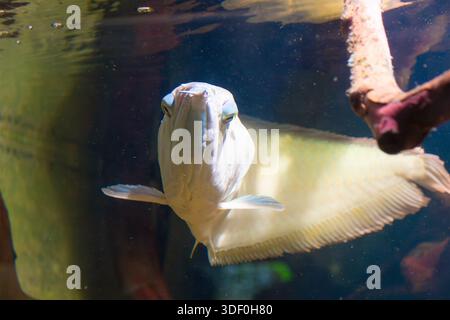 Pesci arowana d'argento sott'acqua vista ravvicinata con bolle e foglie di mare. Foto Stock