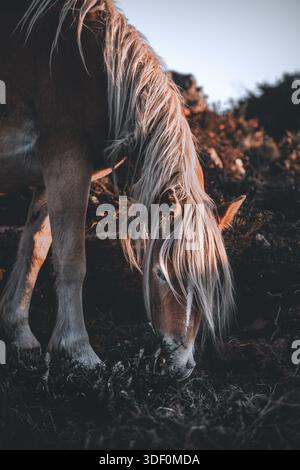 Primo piano di un haflinger al pascolo nella Sierra del Sueve illuminato dal sole nascente, colori ridotti, verticale Foto Stock