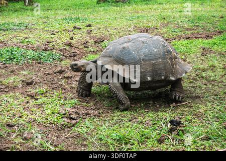 Tartaruga gigante delle Galapagos (Chelonoidis niger) nelle Isole Galapagos, Ecuador Foto Stock