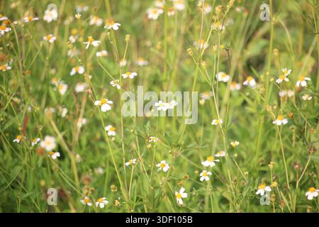 primo piano di fiori di ketul o di bidens pilosa e bidens alba che fioriscono e sono bellissimi Foto Stock