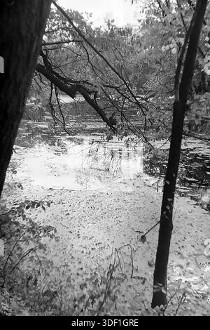Regione di Donetsk, Ucraina, URSS. 1970 anni Una tranquilla palude in una fitta foresta decidua. La superficie dell'acqua è pesantemente ricoperta di erba anatra e foglie galleggianti, creando un motivo testurizzato. I tronchi scuri in primo piano inquadrano la vista in modo naturale. I rami pendono sull'acqua, riflessi nelle macchie scure dell'acqua limpida. Foto storiche delle zone umide e della natura selvaggia della regione. Autentica atmosfera di silenzio, natura selvaggia, ecologia e vita pacifica nel Donbas prima della guerra. Foto Stock