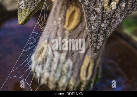 Delicata rete di ragno tra le rocce, gocce d'acqua aggrappate ai fili di seta sopra una superficie dello stagno sfocata, evidenziando un motivo naturale intricato Foto Stock