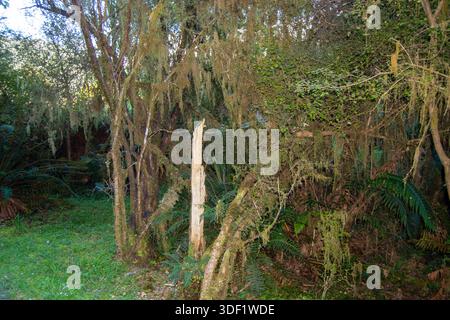Una fitta foresta caratterizzata da alti alberi drappeggiati di muschio e vegetazione lussureggiante. La luce del sole filtra attraverso il fogliame, creando un bancomat sereno e tranquillo Foto Stock