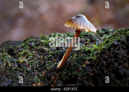 Vista ravvicinata di un cofano comune, Mycena galericulata, fungo. Mostra i singoli funghi che crescono dal tronco coperto di lichene. Foto Stock