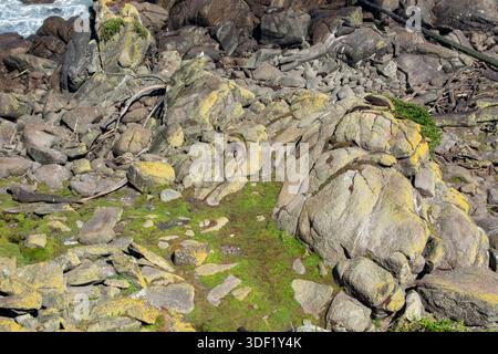 Un paesaggio costiero roccioso caratterizzato da grandi massi ricoperti di muschio e licheni, con scavi sparpagliati e una vista dell'oceano sullo sfondo. Foto Stock
