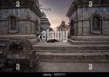 Foto dall'area del tempio di Pashupatinath a Kathmandu, Nepal. Il tempio di Pashupatinath è uno dei complessi religiosi più antichi e significativi. Foto Stock