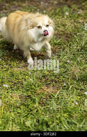 La Pomerania lecca le labbra in uno spettacolo di comportamento sottomesso in un parco per cani Foto Stock