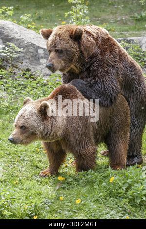 Orsi bruni (Ursus arctos), accoppiamento, Europa, zoo, prigioniero Foto Stock