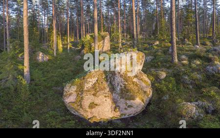 Foresta sempreverde con alcune rocce di grandi dimensioni Foto Stock
