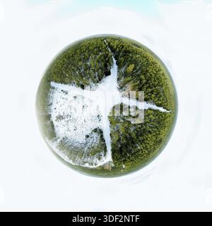 Foresta sempreverde in una sfera panorama paesaggio invernale Foto Stock