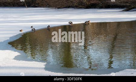 Mallard Ducks in piedi sul bordo del laghetto ghiacciato alla luce del sole invernale Foto Stock