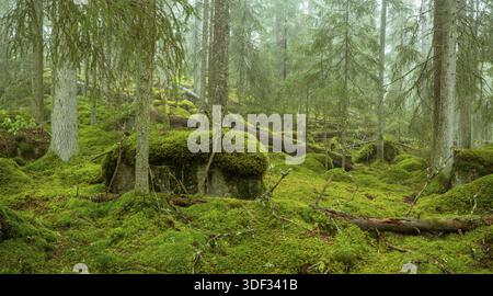 Ycke riserva naturale è una vecchia foresta di conifere in Svezia Foto Stock