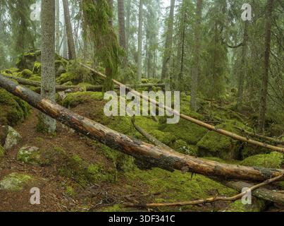 Ycke riserva naturale è una vecchia foresta di conifere in Svezia Foto Stock