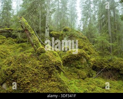 Ycke riserva naturale è una vecchia foresta di conifere in Svezia Foto Stock