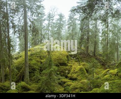 Ycke riserva naturale è una vecchia foresta di conifere in Svezia Foto Stock
