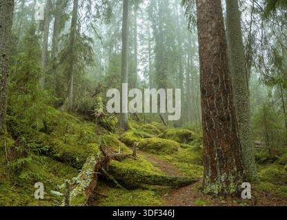 Ycke riserva naturale è una vecchia foresta di conifere in Svezia Foto Stock