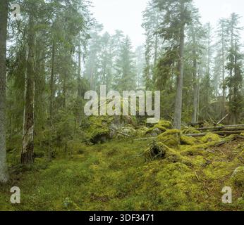 Ycke riserva naturale è una vecchia foresta di conifere in Svezia Foto Stock