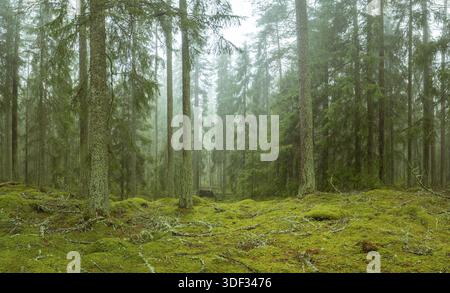 Ycke riserva naturale è una vecchia foresta di conifere in Svezia Foto Stock