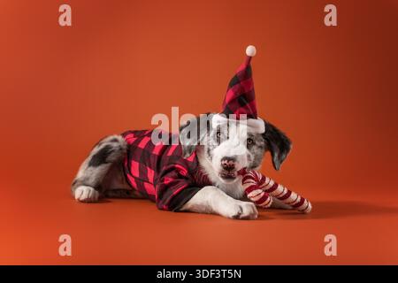 Cucciolo Merle con abito natalizio a quadri e cappello che gioca con gli ornamenti natalizi Foto Stock