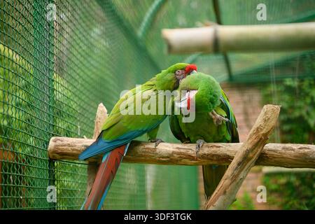 Militari ara multicolore, maccheroni militari, si spensierano a vicenda e preparano delicatamente piume su posatoi di legno all'interno della voliera. Specie di pappagalli vulnerabili trovate in Messico e Sud America, elencate nel Red Book Foto Stock