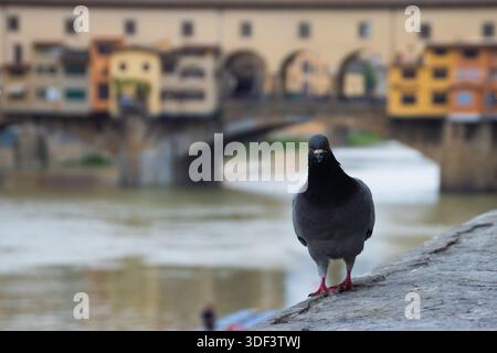 Bellissimo piccione seduto sul bordo di fronte a Ponte Vecchio. Foto Stock