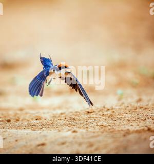 Wire tailed Swallow in flight vista frontale a terra nel Greater Kruger National Park, Sudafrica ; Specie Hirundo smithii famiglia di Hirundinidae Foto Stock