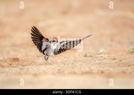 Wire tailed Swallow in flight vista frontale a terra nel Greater Kruger National Park, Sudafrica ; Specie Hirundo smithii famiglia di Hirundinidae Foto Stock