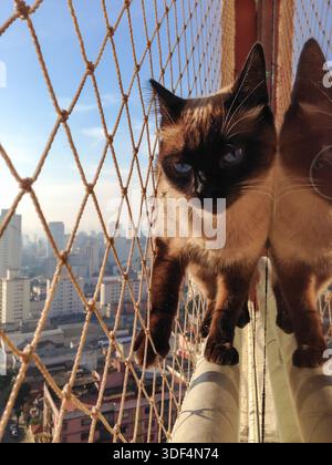 Un gattino che cammina in alto Foto Stock