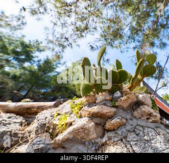 Dettaglio di un cactus di fico d'India (Opuntia) che cresce su un muro di pietra con alberi di pino sullo sfondo. Foto Stock