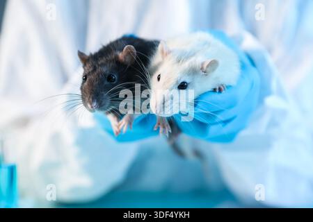 Scienziato che lavora con i topi in laboratorio, primo piano Foto Stock