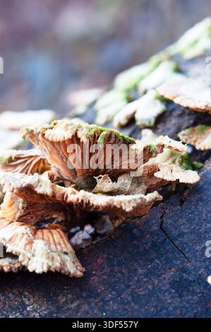 Un gruppo di delicati funghi a forma di ventaglio con muschio che cresce su di essi germogliano da un tronco scuro e incrinato in un ambiente forestale. Foto Stock
