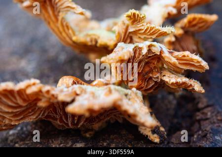 Uno scatto ravvicinato di funghi delicati, a strati e color abbronzatura che crescono su una superficie scura e ruvida. Foto Stock