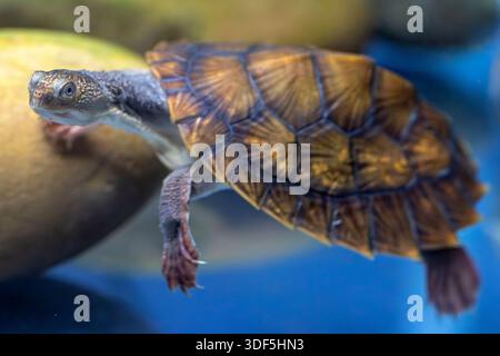 Mary River Turtle, la giovane prigioniera australiana Foto Stock