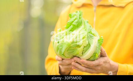 Primo piano del cavolfiore in mani maschili. Agricoltore che detiene orto biologico fresco dall'orto. Tempo di raccolta, cibo naturale e stile di vita sano. Foto Stock