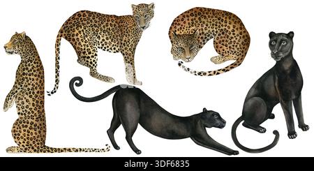 Pantere e leopardi. Illustrazioni ad acquerello disegnate a mano isolate su sfondo bianco. Set di disegni ad acquerello per tessuti, carta da parati e stampe Foto Stock