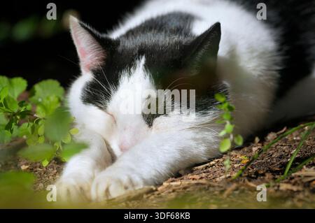 Gatto moggy bicolore domestico bianco e nero che dorme all'aperto con la testa del sole che riposa tra le gambe allungate. Posizione di Superman / splooting. Gatti addormentati Foto Stock
