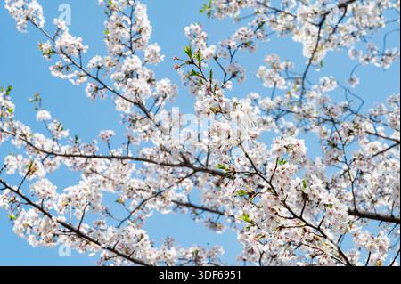 Fiori di ciliegio che fioriscono a Seoul, Corea del Sud, contro il cielo cristallino di primavera Foto Stock