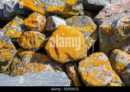 Lichene giallo-arancio Xanthoria parietina sulle rocce costiere dell'isola Liuskasaari, Helsinki, Finlandia Foto Stock