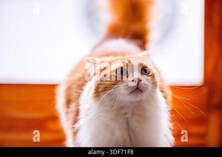 Uno splendido primo piano di un gatto bianco e zenzero soffice di nome Odin Newman con occhi blu brillanti, catturato in un momento di intensa sorpresa o curiosità. T Foto Stock