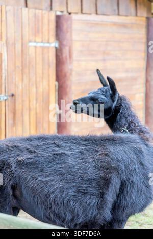 Vista laterale di un lama nero che mostra la sua esclusiva trama di lana riccia su uno sfondo di fienile in legno. Immagine di alta qualità per la cura di tessuti e animali Foto Stock