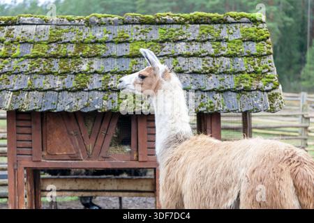 Un lama marrone chiaro e bianco si erge di profilo contro un rustico edificio in legno con un tetto coperto di muschio in una fattoria rurale o zoo di animali domestici durante il giorno Foto Stock