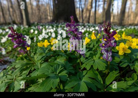 Tre colori di primo fiore, anemone giallo (Anemonoides ranunculoides), Corydalis cava e anemone di legno (Anemonoides nemorosa) sullo sfondo Foto Stock