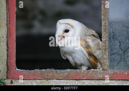 Baraccopoli Tyto alba, arroccato in un edificio abbandonato, che chiama. Foto Stock